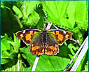 Libythea celtis a srpsko kopriviev leptir